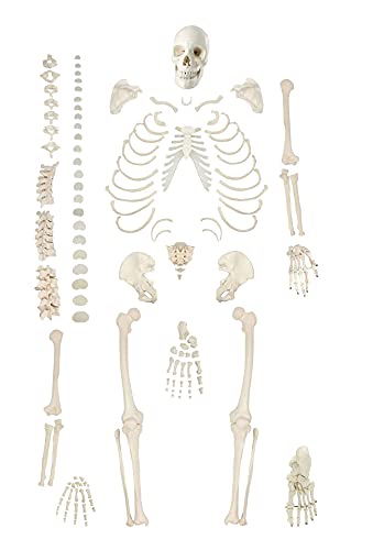 XDAWQP Anatomie-Modell, vollständiges menschliches Skelett, Modell in natürlicher Größe, zerlegtes Skelett mit Totenköpfen, Knochen, Hand und Fuß für Halloween-Dekoration von XDAWQP