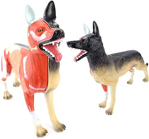 XDAWQP Anatomie-Modell für Hunde, abnehmbar, 11 Teile, Verdauungssystem, Atmungssystem, Fortpflanzungssystem, Tierunterricht, anatomisches Modell von XDAWQP