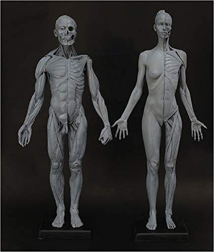 XDAWQP Anatomische Figur für Männer und Frauen, 60 cm, anatomisches Modell des menschlichen Muskelskeletts, 60 cm, Referenzzeichenpuppe für Künstler und Schulbildung von XDAWQP