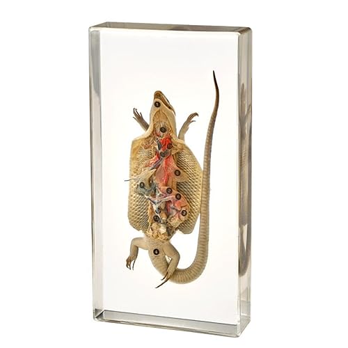 XDAWQP Anatomisches Exemplar Einer Eidechse – Eingebettetes Modell Einer echten Eidechse als Briefbeschwerer für den Schreibtisch – Präparierte und eingetauchte Exemplare Einer Eidec XDAWQP Anatomisches Exemplar Einer Eidechse – Eingebettetes Modell Einer echten Eidechse als Briefbeschwerer für den Schreibtisch – Präparierte und eingetauchte Exemplare Einer Eidec von XDAWQP