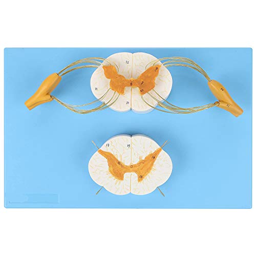 XDAWQP Anatomisches Modell des erweiterten Rückenmarks, Nerven, Größe 8-mal größer als natürlich, Nervenwurzeln vorne und hinten und Spinalknoten von XDAWQP