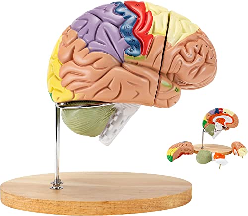 XDAWQP Anatomisches Modell des menschlichen Gehirns, Anatomie des menschlichen Gehirns, Größe 2 x natürlich, für Neurowissenschaften mit Farbcode zur Anzeige des Lernmodells von XDAWQP
