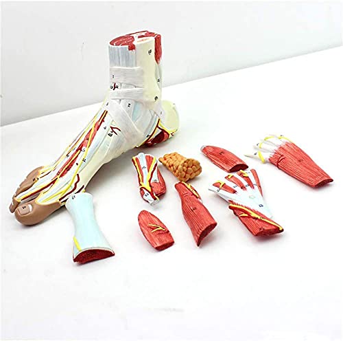 XDAWQP Anatomisches Modell mit 9 Teilen des menschlichen Fußes mit 81 digitalen Zeichen und entsprechenden Textbeschreibungen, einschließlich Knochen, Muskeln, Bänder, Nerven und Blutgefäße des von XDAWQP