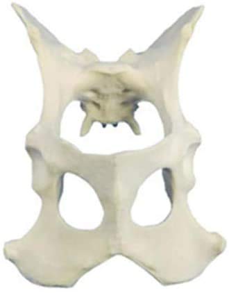 XDAWQP Anatomisches Modell mit Tierknochen, Beckenmodell für Hunde, geeignet für Sehhilfe in Schulen von XDAWQP
