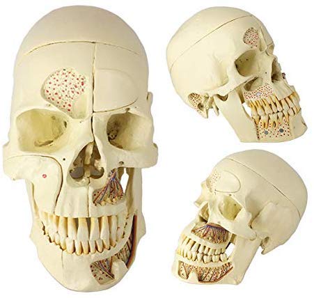 XDAWQP Anatomisches Schädelmodell, Modell eines menschlichen Schädels in natürlicher Größe mit Nerven, anatomisches Modell, Dentalmodell, Halloween-Dekostatue von XDAWQP