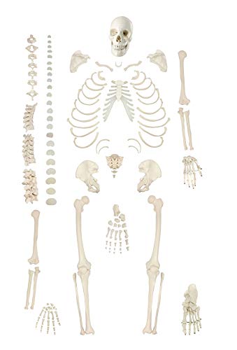 XDAWQP Anatomisches Skelettmodell für Menschen, komplettes Skelett-Modell in natürlicher Größe, zerlegtes Modell mit Totenköpfen, Knochen, Hand und Fuß von Dumpern für Halloween-Dekoration von XDAWQP