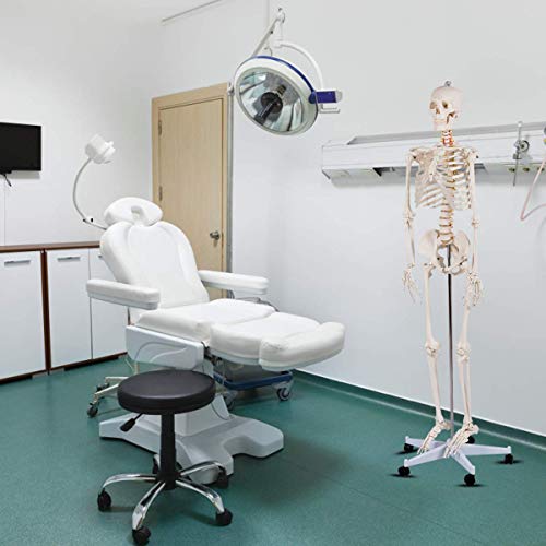 XDAWQP Anatomisches menschliches Skelett-Modell in natürlicher Größe von 180 cm + Halterung. Das Skelett-Modell ist ein ideales Werkzeug für den Unterricht und das Studium von Lehrern und Schülern von XDAWQP