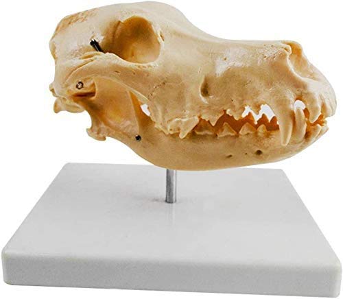 XDAWQP Ein Modell des Schädels, Modell des Hundeskeletts, anatomisches Modell des Tierschädels, anatomisches Modell des Hundes von XDAWQP