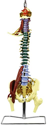 XDAWQP Farbiges Modell der Wirbelsäule 1:1 mit Pool und neuromuskulärem anatomischem Modell, farbig als Lernmodell oder Lehrmaterial von XDAWQP
