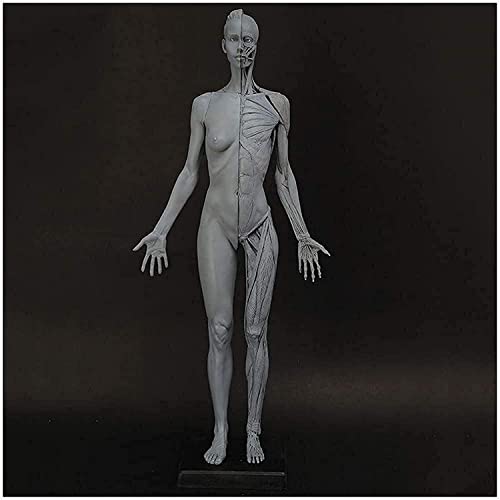XDAWQP Figur der menschlichen Anatomie, 60 cm, anatomisches Modell des menschlichen Muskelskeletts, Modell für weibliche Muskelknochen, 3D-Modell, anatomische Referenz für Künstler, Grau von XDAWQP