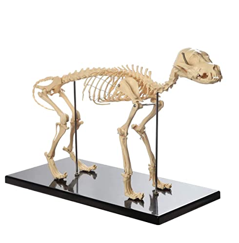 XDAWQP Katzenskelett-Modell, 40 x 20 x 30 cm, Katzenknochen, Skelett-Exemplar, Anatomie-Modell, dekoratives Werkzeug für den Tierarztunterricht von XDAWQP