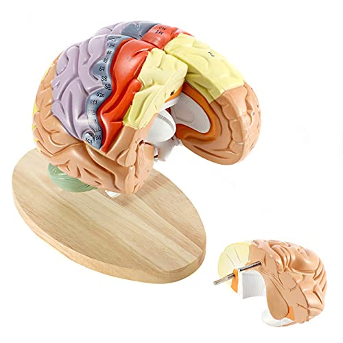 XDAWQP Lehrwerkzeuge, anatomisches Modell des menschlichen Gehirns, Größe 2 x Natur, 4 Stück für Neurowissenschaften, Hirnrinde, Nerv mit Farbcode, abnehmbar von XDAWQP