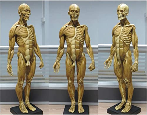 XDAWQP Modell des menschlichen Skeletts, 60 cm und 23 Zoll, menschliche Anatomie, künstlerische Figuren, menschlicher Körper, Muskel und Skelett, anatomisches Modell für Studium und Schulunterricht von XDAWQP