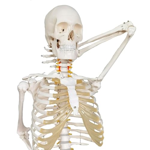 XDAWQP Modell des menschlichen Skeletts in natürlicher Größe von 170 cm für Anatomie, Skelett der Anatomie, menschliches Skelett mit Rollhalterung und Nervensystem für Studium, Schule, Klinik von XDAWQP