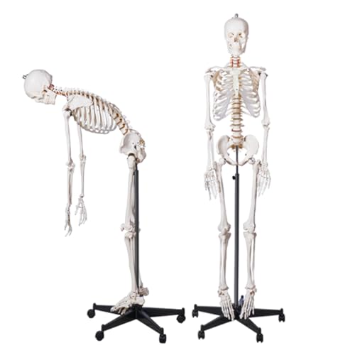 XDAWQP Professionelles menschliches Skelett-Modell, 170 cm, flexibles menschliches Skelett für Anatomie und Physiologie, Skelett-Modell in natürlicher Größe mit Halterung von XDAWQP