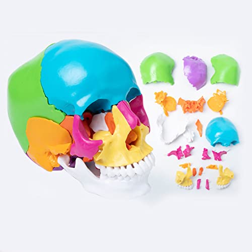 XDAWQP Schädelmodell, abnehmbar, 22 Teile, anatomisches Modell für Erwachsene, menschlicher Schädel, bemalt, reale Größe, Modell mit Schädel in Farbe 1:1 von XDAWQP
