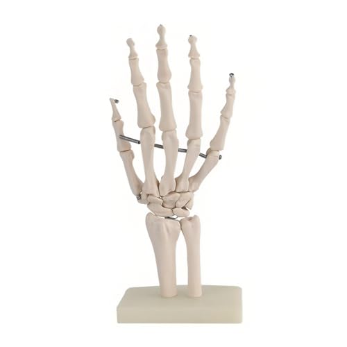 XDAWQP Skelett-Modell für die menschliche Hand, anatomisches Handflächenmodell in natürlicher Größe für orthopädischen Unterricht von XDAWQP