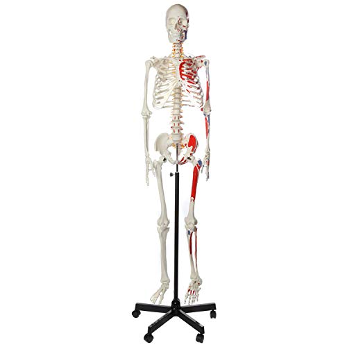 XDAWQP Skelettsystem in natürlicher Größe von 152 cm, bemalt und nummeriert, Skelett-Anatomie-Paket, Einführungspunkte und Muskel-Herkunft für Arztpraxis und Klassenzimmer von Ana von XDAWQP