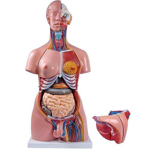 XDAWQP Werkzeuge für Unterrichtsmodelle, Torso in natürlicher Größe von 85 cm, Modell des menschlichen Körpers, Anatomie des Oberkörpers, 23 abnehmbare Teile zum Lernen und Studium von XDAWQP
