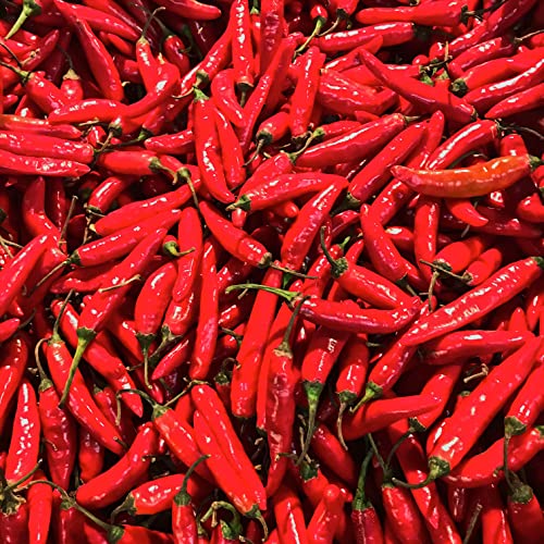 400 Chilli Samen Paprika Bio Saatgut Chilli Samen GemüSe Extrem Scharf GemüSesamen Alte Sorten GemüSepflanzen Pflanzensamen，An Zweiter Stelle Nur Nach Carolina Reaper von XHLKD-Y