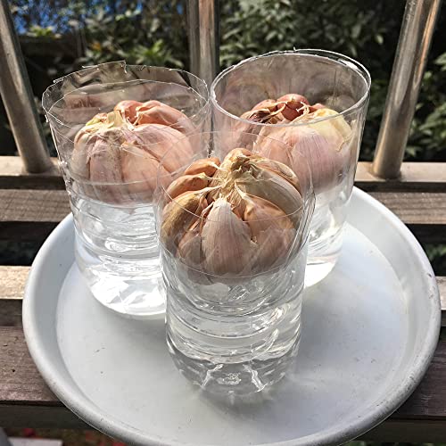 Frisch Bio Steckknoblauch Zwiebel, Zum Pflanzen GemüSe Alte Rasse Samen Elefanten Knoblauch Im Garten Pflanzen Pflanzknoblauch Winterknoblauch, Balkon Zierpflanzen, Hydroponischer Anbau 3 Zwiebeln von XHLKD-Y