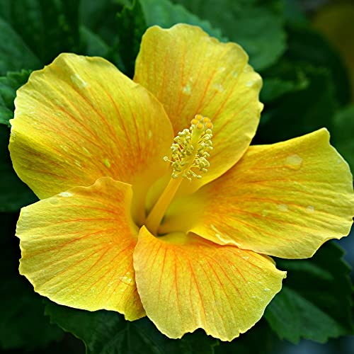 Gelb Hibiskus Pflanze Winterhart Gartenhibiskus Blumensamen TüTchen Gastgeschenk Winterharte Pflanzen FüR Garten Wildblumensamen Blumenwiese Samen Gartenpflanzen Geschenk Garten 100 Bio Saatgut von XHLKD-Y