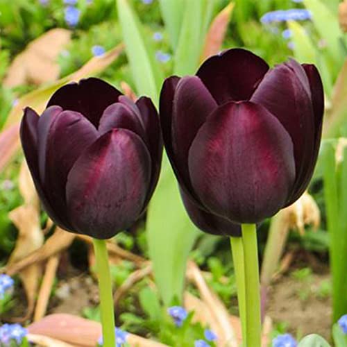 Lila Schwarz Tulpenzwiebeln Winterhart MehrjäHrig Blumenzwiebeln Blumensamen Exotische Tulpen Blumen Zierlauch Zwiebeln Balkonpflanzen Blumenzwiebelpflanzer Wildblumensamen Bienenwiese 10 StüCk von XHLKD-Y