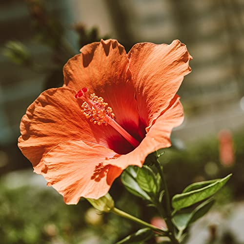 Orange Hibiskus Pflanze Winterhart Gartenhibiskus Blumensamen TüTchen Gastgeschenk Winterharte Pflanzen FüR Garten Wildblumensamen Blumenwiese Samen Gartenpflanzen Geschenk Garten 100 Bio Saatgut von XHLKD-Y