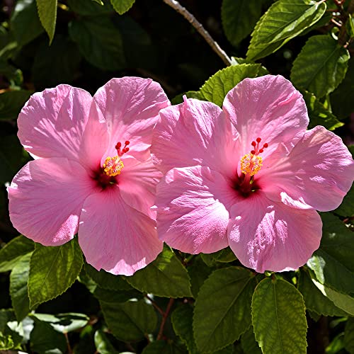 Rosa Hibiskus Pflanze Winterhart Gartenhibiskus Blumensamen TüTchen Gastgeschenk Winterharte Pflanzen FüR Garten Wildblumensamen Blumenwiese Samen Gartenpflanzen Geschenk Garten 100 Bio Saatgut von XHLKD-Y