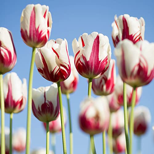 XHLKD-Y Tulpenzwiebeln Winterhart MehrjäHrig Blumenzwiebeln Blumensamen Exotische Rot Weiß Tulpen Blumen Zierlauch Zwiebeln Balkonpflanzen Blumenzwiebelpflanzer Wildblumensamen Bienenwiese 10 StüCk von XHLKD-Y