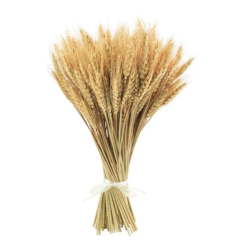 XHYASD 100 Stück Trockenblumen Deko Weizen Natürliche, 40 cm Getrocknete Weizengarben Bouquet für Hochzeit DIY Arrangements zu Hause von XHYASD