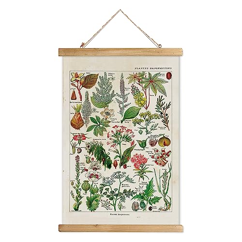 XIAOAIKA Vintage Botanik Hängendes Poster mit Holzrahmen, Retro Stil Wanddekoration Kunst Malerei, Muster gedruckt auf Leinen ohne Verblassen, fertig zum Aufhängen (30 x 40 cm) von XIAOAIKA