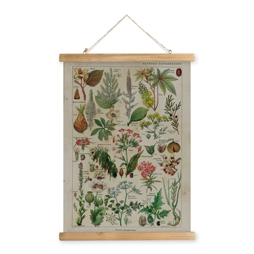 XIAOAIKA Vintage Botanik-Poster mit Holzrahmen, Retro-Stil Wanddekoration, Kunstmalerei, Muster auf Leinwand gedruckt, verblassungsfrei, fertig zum Aufhängen (40 x 58 cm) von XIAOAIKA