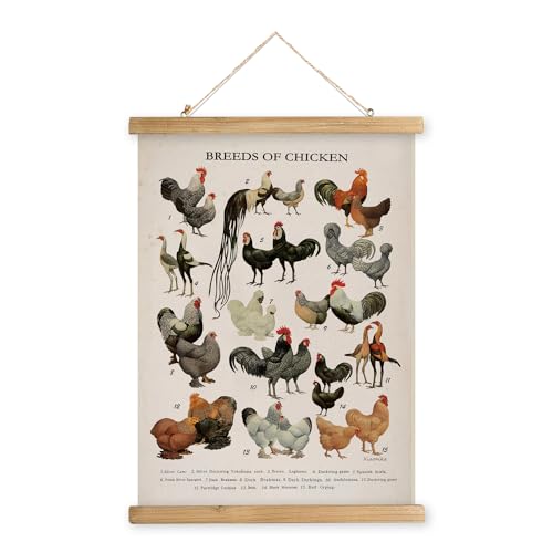 XIAOAIKA Vintage-Poster zum Aufhängen mit Holzrahmen, Retro-Stil, Wanddekoration, Kunstmalerei, Muster auf Leinen gedruckt, ohne zu verblassen, fertig zum Aufhängen (Hühnerrassen, 50 x 75 cm) von XIAOAIKA