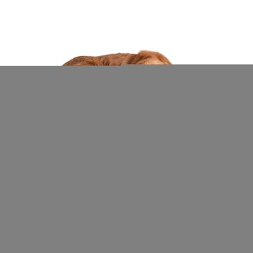 XIAOXIAOYU Hundebett Erhöht | Atmungsaktives Outdoor Hochgelegtes Hundebett,Gepolstert Waschbare Haustier Hängematte Robust Katzenliege Für Reise Ältere Welpen Outdoor Nutzung XIAOXIAOYU Hundebett Erhöht | Atmungsaktives Outdoor Hochgelegtes Hundebett,Gepolstert Waschbare Haustier Hängematte Robust Katzenliege Für Reise Ältere Welpen Outdoor Nutzung von XIAOXIAOYU