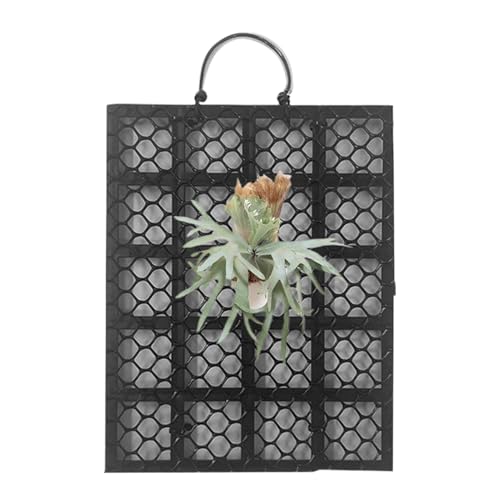 XIAOXIAOYU Staghorn Farn Montage Set - Geweihfarn Präsentations Wandhalterung Rahmen,Platycerium Orchideen Montage Wohndekoration für Garten Innenraum Außenbereich Büros Wohnheime Schlafzimmer Balkon XIAOXIAOYU Staghorn Farn Montage Set - Geweihfarn Präsentations Wandhalterung Rahmen,Platycerium Orchideen Montage Wohndekoration für Garten Innenraum Außenbereich Büros Wohnheime Schlafzimmer Balkon von XIAOXIAOYU