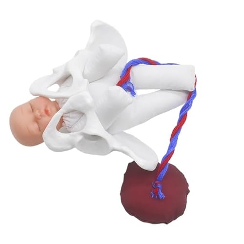 Hebamme Training Modell, Becken Und Baby-Modell Weibliche Gebären Modell Mit Fötus/Nabelschnur/Plazenta Für Die Schule Medizinischer Lehrmittel für Studien Teaching Medical Modell(17cm/6.7in) von XIEHUANGJIYI