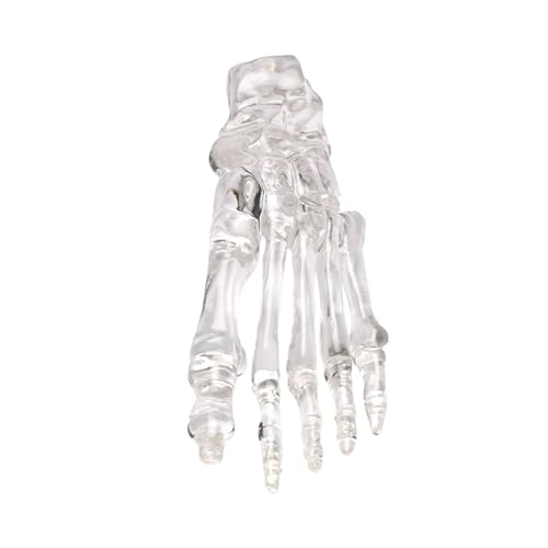 Klares Menschliches Fuß Gelenkskelett Modell Anatomie Linker Fuß Und Knochenknochenmodell Für Forschung Und Bildungsnutzung Transparentes Knöchel Skelett Klares Menschliches Fuß Gelenkskelett Modell Anatomie Linker Fuß Und Knochenknochenmodell Für Forschung Und Bildungsnutzung Transparentes Knöchel Skelett von XINGLIDA