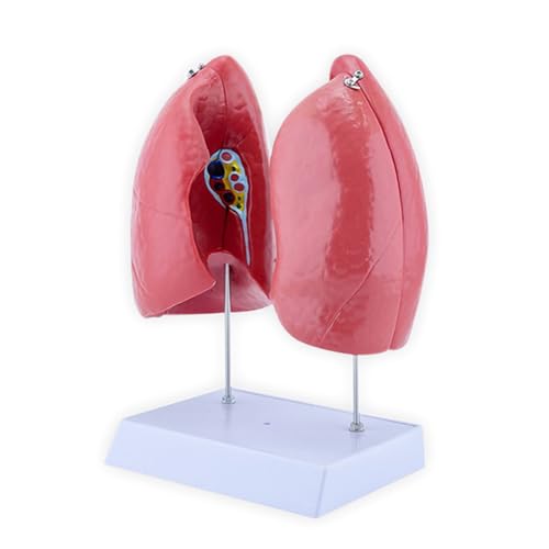 Pädagogische Menschliche Lunganatomie Modell Anatomischer Mensch Mit Abnehmbaren Komponenten Normaler Anatomie Bildungslungenmodell Pädagogische Menschliche Lunganatomie Modell Anatomischer Mensch Mit Abnehmbaren Komponenten Normaler Anatomie Bildungslungenmodell von XINGLIDA