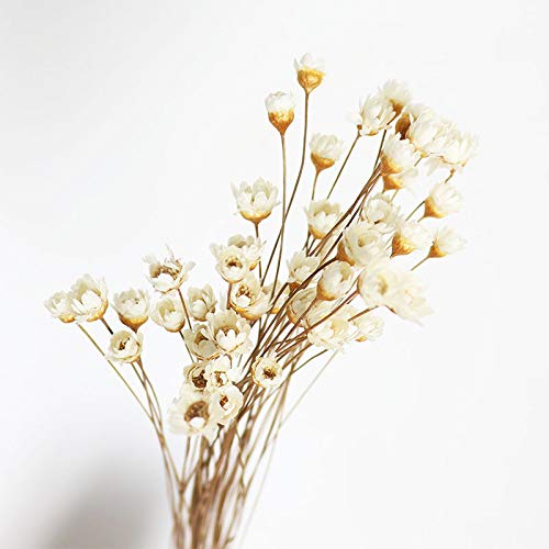 XIZHI 150 Stiele Mini Gänseblümchen Kamille Bouquet Natürliche Trockenblumen Brasilianische Kleine Stern Gänseblümchen Dekorative Trockenblumen für Hochzeit DIY Heimdekorationen (Weiß) von XIZHI