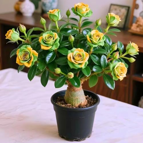 Schnelles Wachstum Seltene Wüstenrose Seltene Wüstenrose Winterhart WüStenrosenknolle Winterhart Schönes Bepflanzen von Staudengärten (Grün) von XKALKWJA