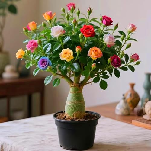 Schnelles Wachstum Seltene Wüstenrose Seltene Wüstenrose Winterhart WüStenrosenknolle Winterhart Schönes Bepflanzen von Staudengärten (Mischfarbe) von XKALKWJA