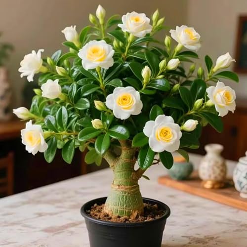 Schnelles Wachstum Seltene Wüstenrose Seltene Wüstenrose Winterhart WüStenrosenknolle Winterhart Schönes Bepflanzen von Staudengärten (Weiß) von XKALKWJA