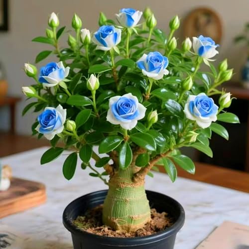 Schnelles Wachstum Seltene Wüstenrose Seltene Wüstenrose Winterhart WüStenrosenknolle Winterhart Schönes Bepflanzen von Staudengärten von XKALKWJA