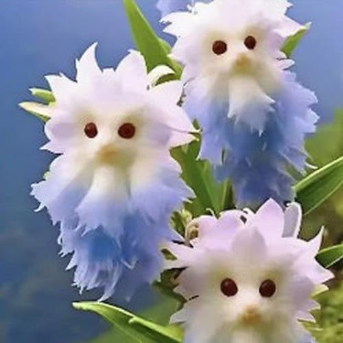 Winterharte mehrjährige，Katzenorchideen，Einfach zu Pflegen，mit Auffälligen Blüten，für Garten,Balkon und Innenbereich (Blau) von XKALKWJA