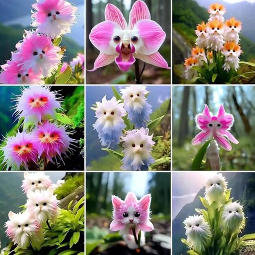 Winterharte mehrjährige，Katzenorchideen，Einfach zu Pflegen，mit Auffälligen Blüten，für Garten,Balkon und Innenbereich (Mischfarbe) von XKALKWJA