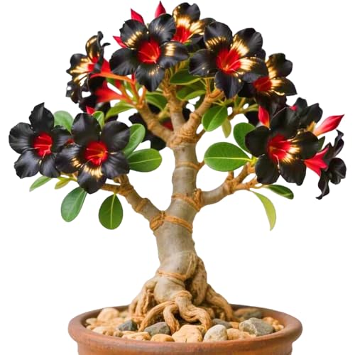 Winterharte mehrjährige，Seltene Rosen，Einfach zu Pflegen，Schnelles Wachstum-mit Auffälligen Blüten (1, A) von XKALKWJA