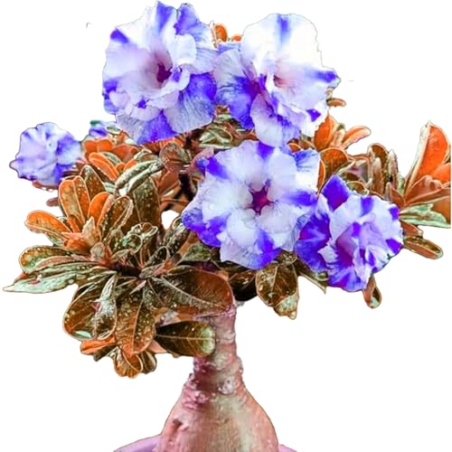 Winterharte mehrjährige，Seltene Rosen，Einfach zu Pflegen，Schnelles Wachstum-mit Auffälligen Blüten (1, B) von XKALKWJA