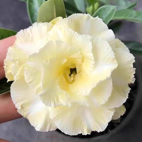Winterharte mehrjährige，Seltene Rosen，Einfach zu Pflegen，Schnelles Wachstum-mit Auffälligen Blüten (1, C) von XKALKWJA