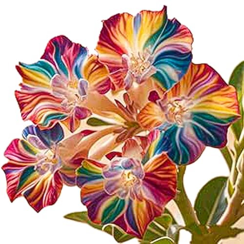 Winterharte mehrjährige，Seltene Rosen，Einfach zu Pflegen，Schnelles Wachstum-mit Auffälligen Blüten (1, C) von XKALKWJA